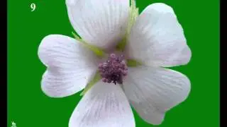 Full Frontal Floral Quiz.wmv