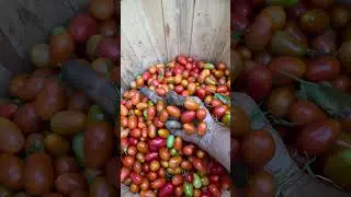 do you enjoy picking grape tomatoes?