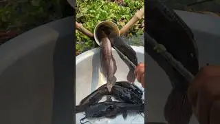 Amazing Pipe Fishing Technique #shorts