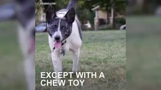 5 common dog behaviors explained