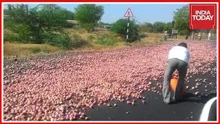 Maharashtra Farmers Dump Onions On Road In Protest Against Low Price In