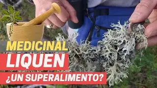 LIQUEN DE PINO &iquest;Superalimento original=usos de alga espirulina? hongos comestibles,setas comestibles