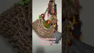 #bmo #birds #lovebird #slomo   slow motion is majestic 🦜🥭
