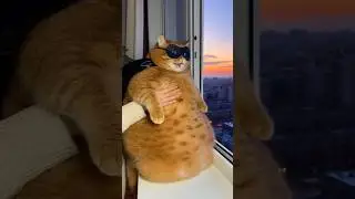 Жирненький защитник ночи 😼🦇💪 #shorts #котжорик #funny