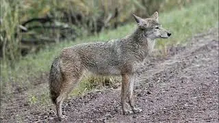 Coyote Howl Sound Effect