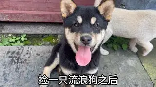 捡了只流浪狗后，居然被村里人羡慕了两年半！