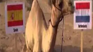 Arab camel prediction results of the World Cup in Brazil