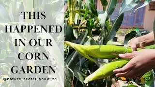Unbelievable Results: Our garden Corn Revealed #garden #naturesecretvault