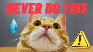 The Real Reason Why Cats Hate Water (Ancestral Secrets)