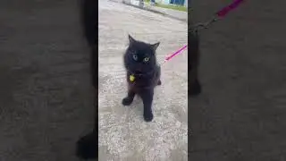Kucing Lucu!!! Namanya Cimoy Aurora 
