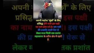 Inka tarn bird 🕊️ । Bird fact #facts #shorts