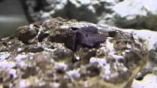reef tank update cycle is starting