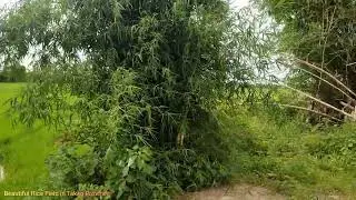 Countryside View in Cambodia of July 2022 [Cambodian Countryside Life]
