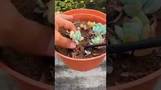 Ten-piece gardening tool set