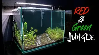 Red & Green Jungle 🎄🎅🏼 | Plants | Ambulia #aquarium #aquascape #fishtank #fishcare #fishkeeping