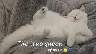 The true queen of naps! 😴💤