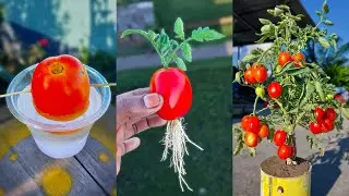 How to grow tomato plant at home from fruits || Best & easy method for sowing to harvest