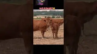 Cows also have friends 😘 #facts #xtra #amazingfacts #animals