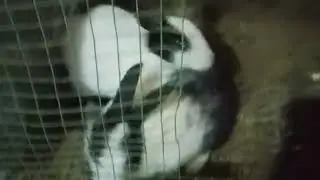 Changu Mangu Rabbit name 
