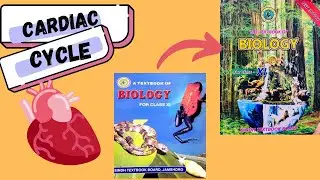 Cardiac cycle made simple || Class 11 Biology #youtube #youtubevideo #biology