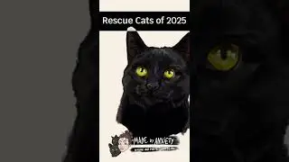 ✨🐾 The 2025 Rescue Cat Collection! 🐾✨