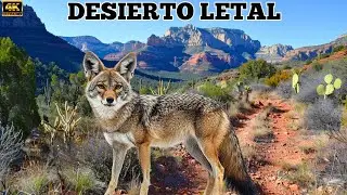 Desiertos extremos: Los Animales Salvajes Que sobreviven Donde La vida Deber&iacute;a Desaparecer