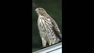 Red Tail Hawk, family of 3