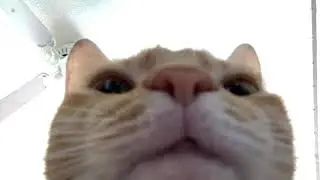 Swag cat (meme's about)
