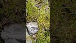Pink cobalt bloom in silver rich rocks in Cobalt Mining District, Ontario
