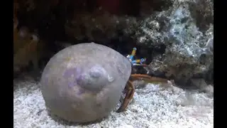 Zusammenleben und Systematik in meinem Aquarium