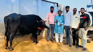 SEE Live MILK NANGAL CHAUDHARY 86070 94348