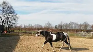 Training mit PSSM2 n/P2 Paint Horse