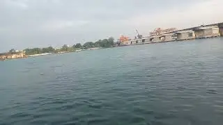 susu  dolphin