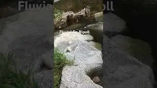 Fluvial De Ripoll #nature #trending #shorts #youtubeshorts