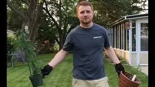 Planting Michigan Hops