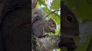 iPhone 17 Pro 8x Zoom Captures Squirrel Eating Hazelnuts from 20 Feet Away! #iphone17