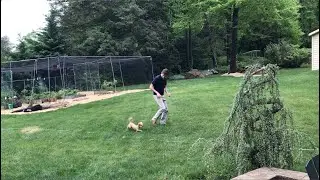 Post AKC Canine Good Citizen Training Outside with Toy Havapoo, Mae