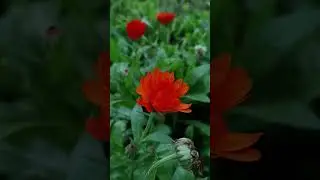 The Silent Poetry of Nature 🌿✨ Flowers, Serenity & Pure Relaxation