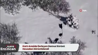Karlı Arazide İlerleyen Domuz Sürüsü Havadan Görüntülendi