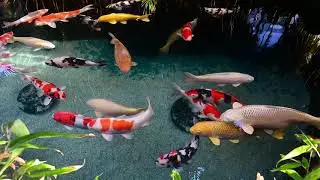 Koi Andreas Showteich Indoor Pond