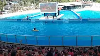 Delfini, spettacolo a Zoomarine, Torvaianica, RM 08/2023