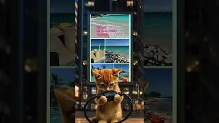 #beach #shorts #cat #cute #beautiful #royalcaribbean #shortsfeed #travel #beachclub #fun #cruise