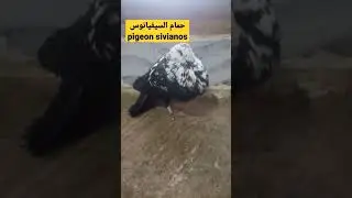حمام سيفيانوس /  pigeon de sivianos