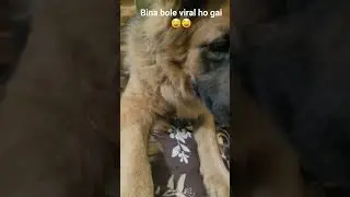 cute oxcy baby 👶 😍 👶 #germanshepherd #subscribe #gsds #youtubeshorts @AnuDoodles