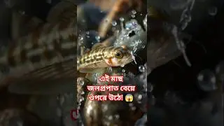 This fish climbs up a waterfall! 😱 Nature&rsquo;s Impossible Fish #shorts #viralshorts #WaterfallFish