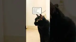 😹 I just wrote a book on reverse psychology &hellip; 😹 Funny Cats - Funny Jokes