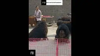 Tibetan mastiff dog platoon🪖