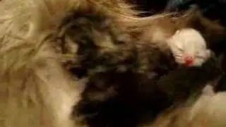 Gatunidos 2