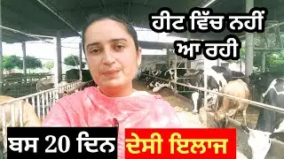 cow buffalo NO ❌ HEAT problem solve ਦੇਸੀ ਇਲਾਜ ਬਸ 20 ਦਿਨ