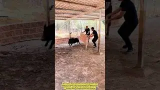 Wild Boar Chase Turns Pigpen Into a Comedy Show.